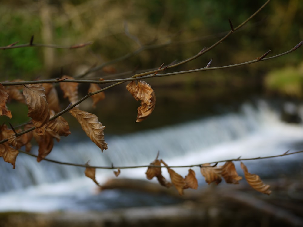 a branch with some leaves hanging from it