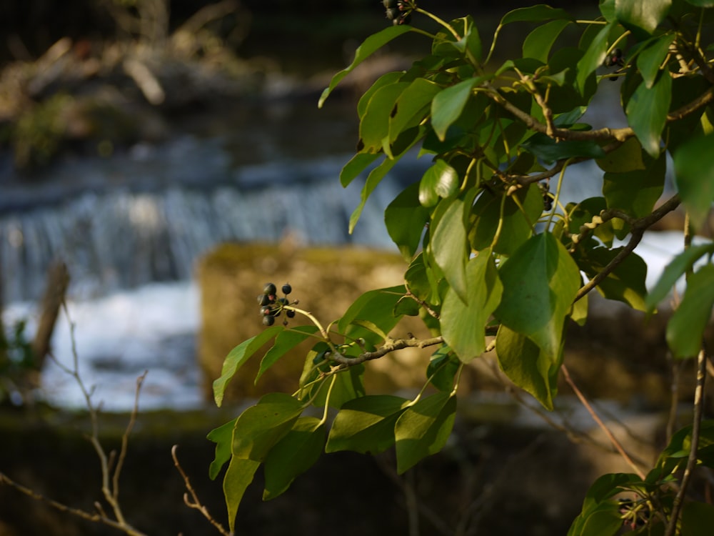 a leafy tree with a small waterfall in the background