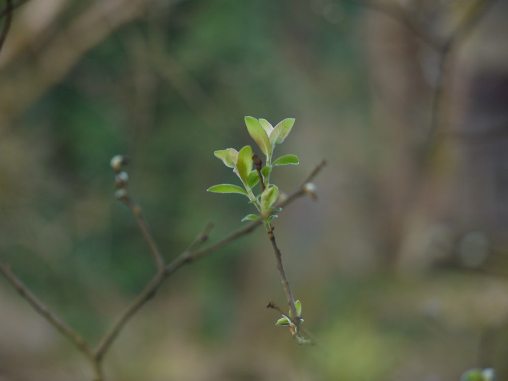 a small branch with green leaves on it