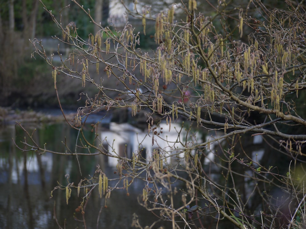 a tree branch with a bunch of flowers hanging from it