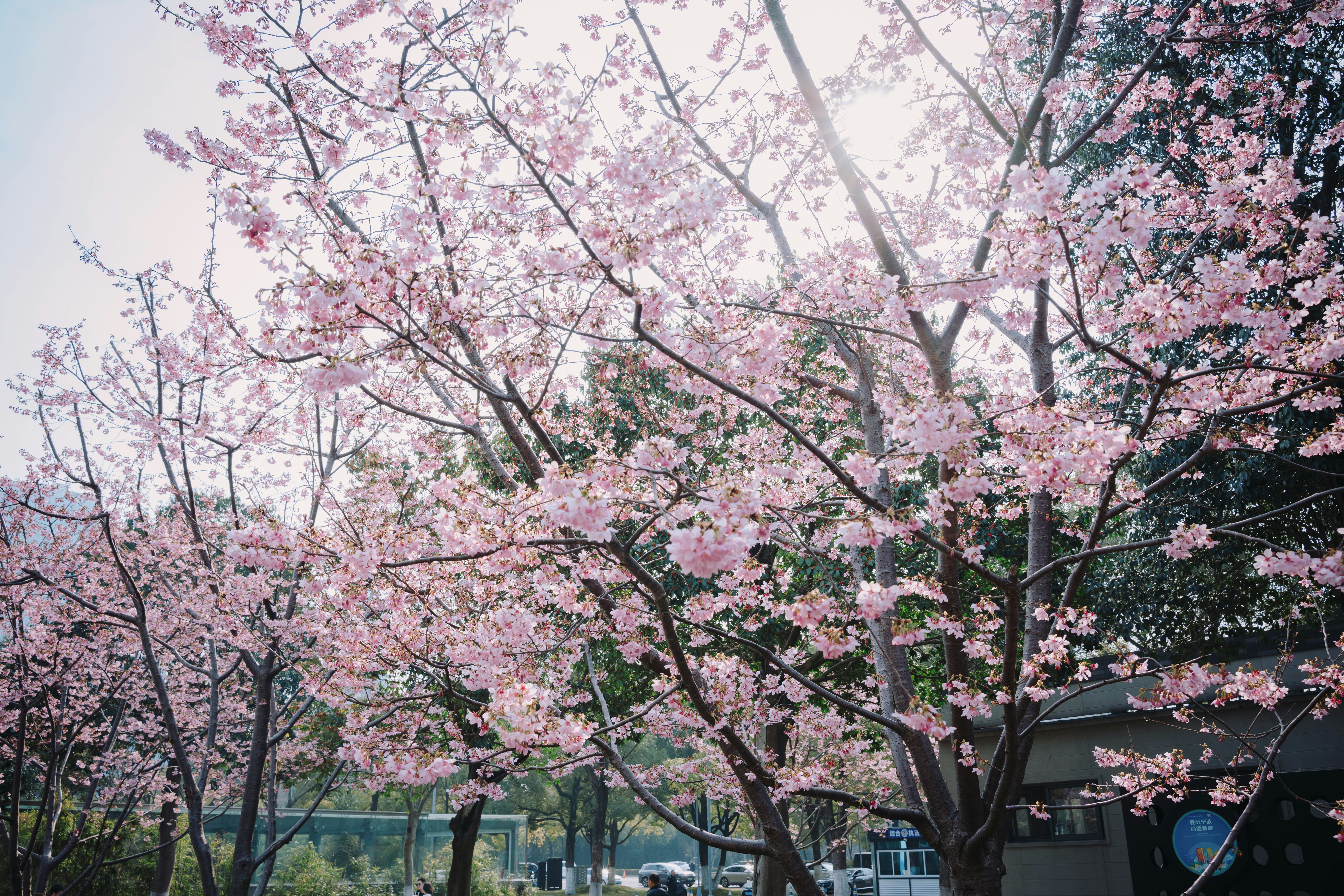 A tree with pink flowers in front of a building