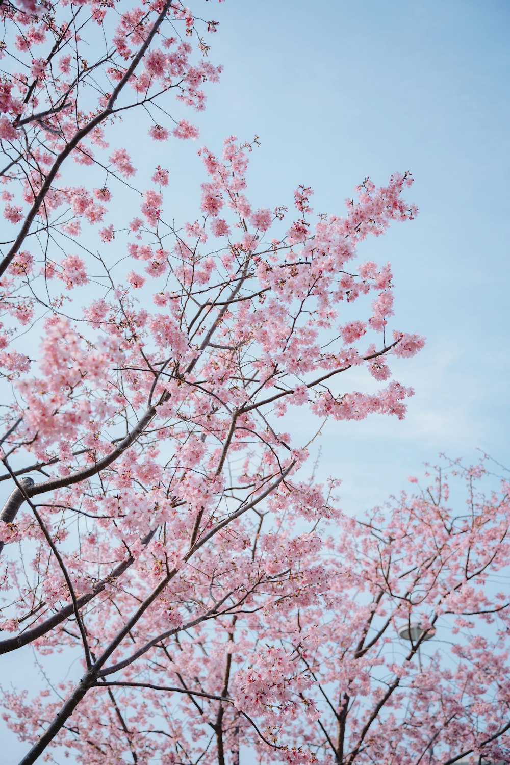 a tree with pink flowers in the foreground and a blue sky in the background