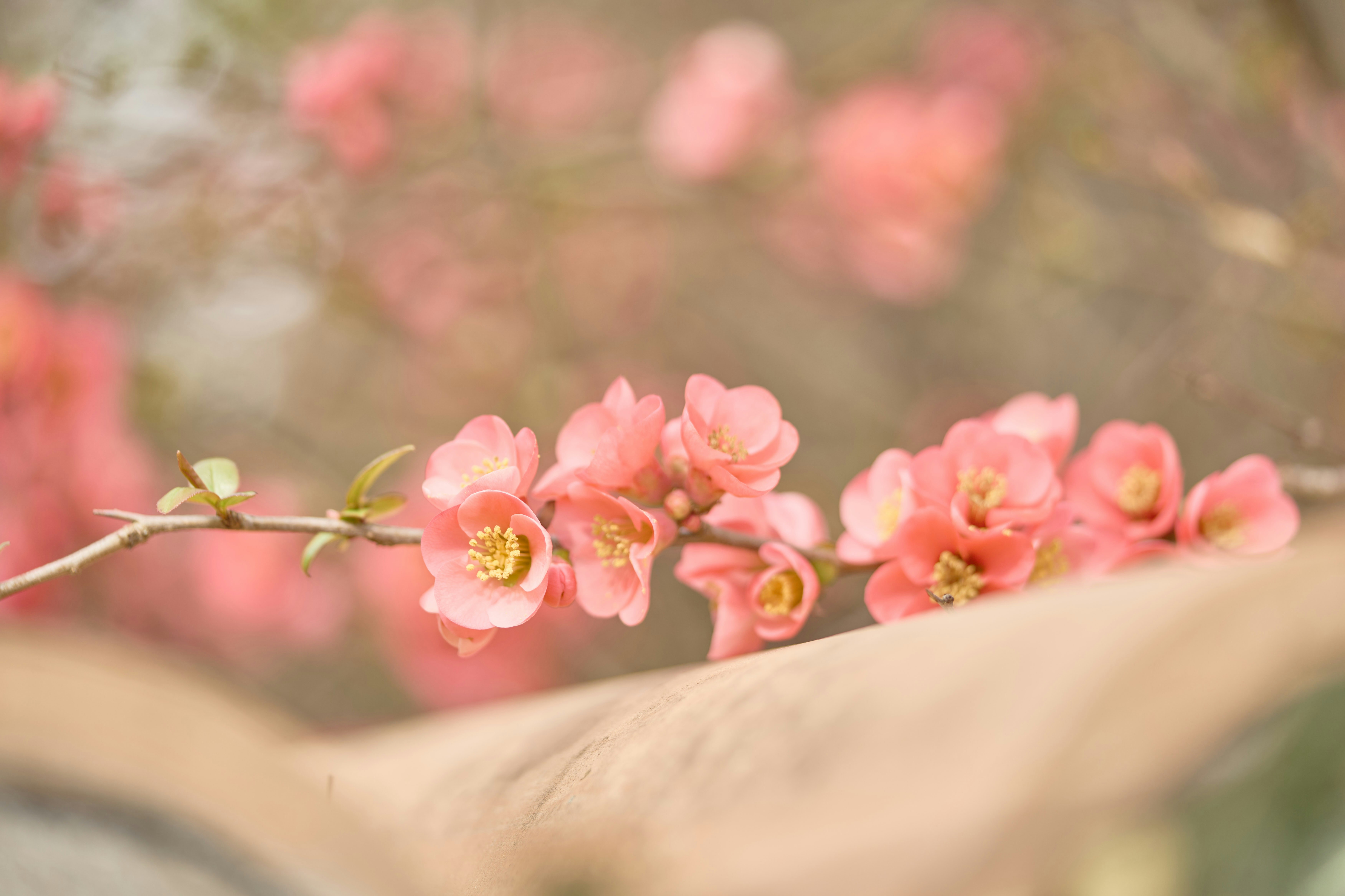 Photo by wolfgang_hasselmann