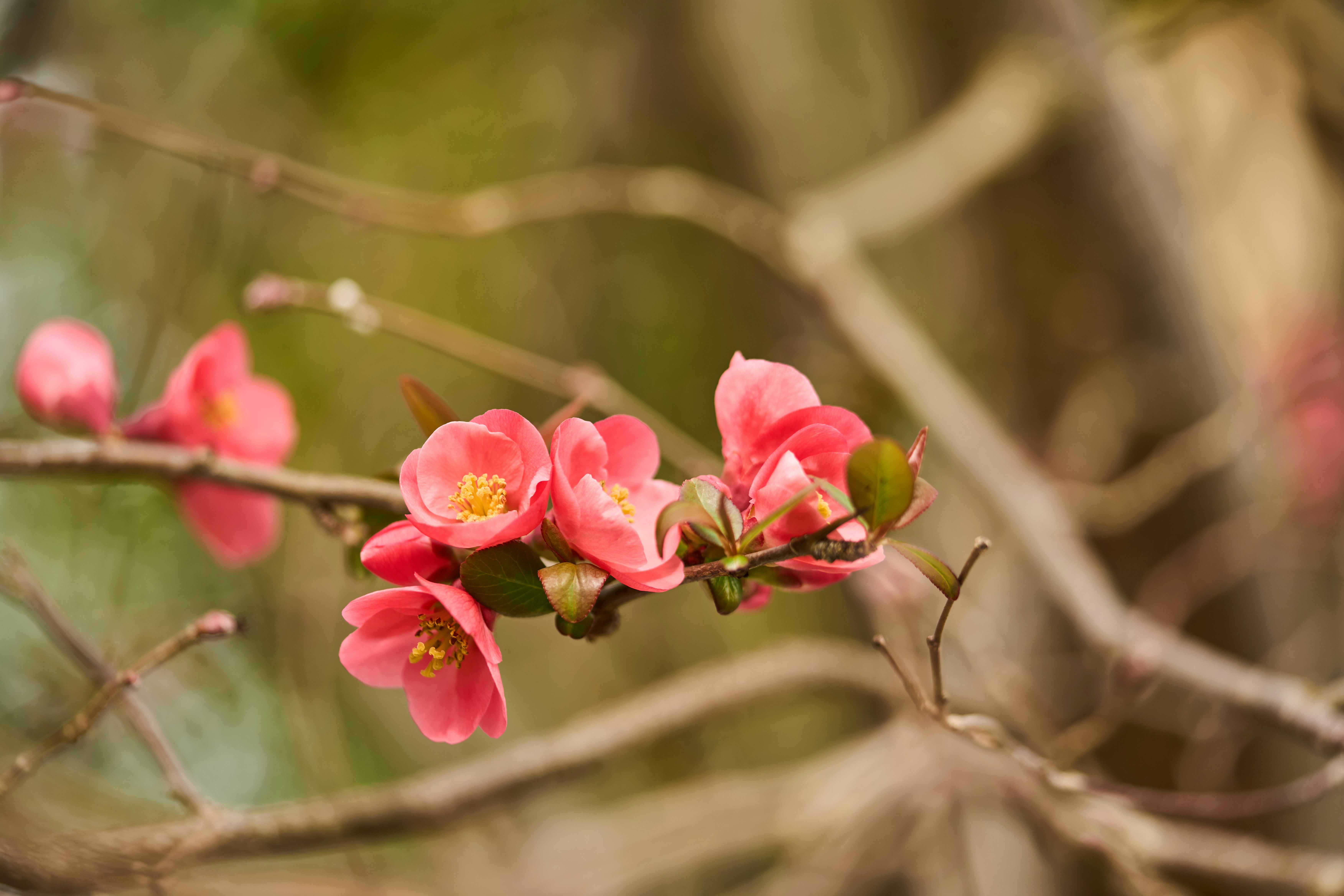 Photo by wolfgang_hasselmann