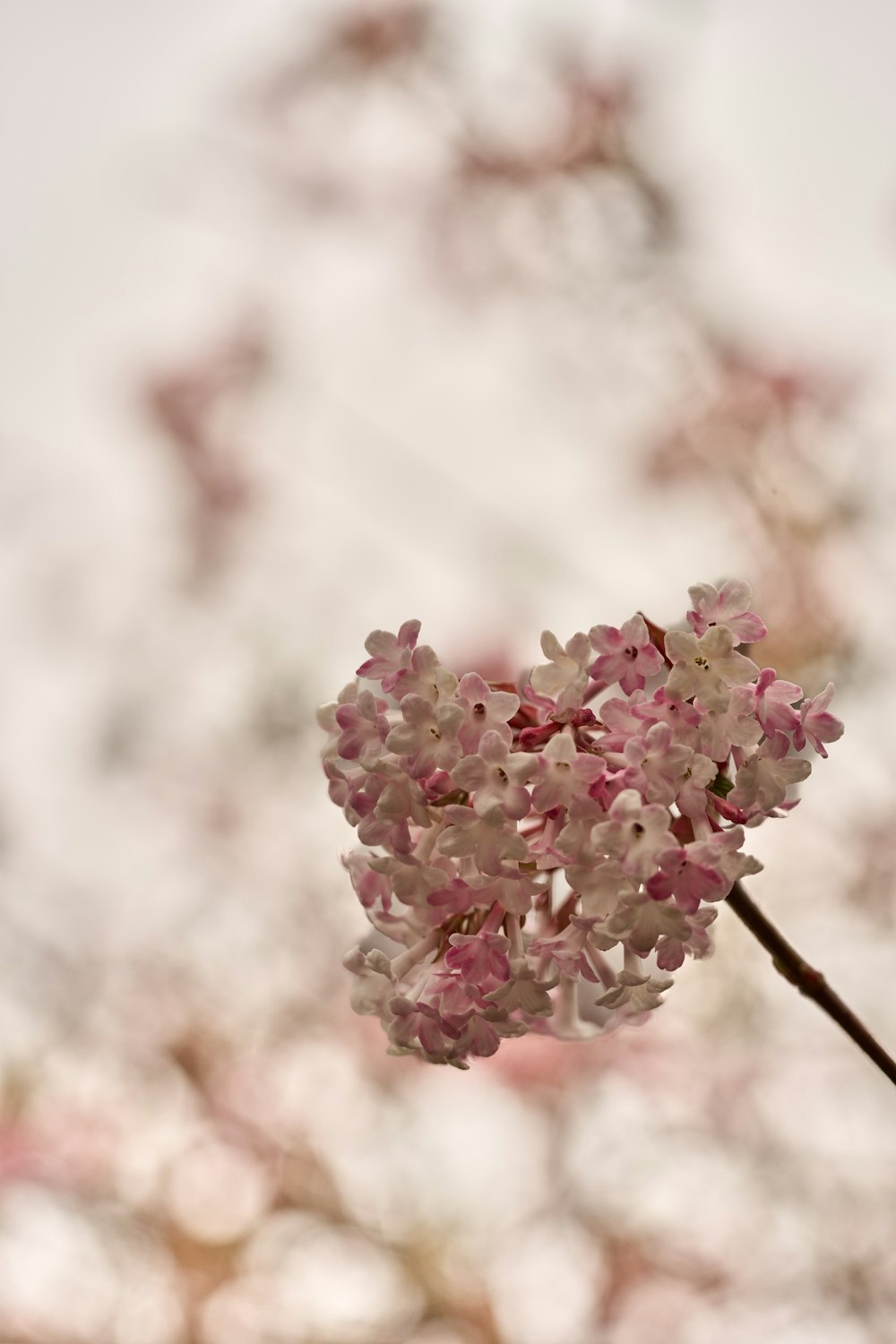 a close up of a flower on a tree branch