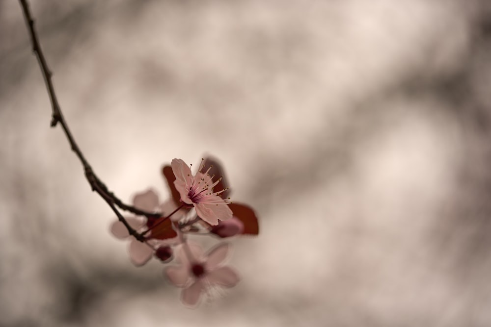 a branch of a tree with pink flowers