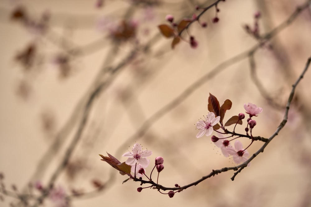 a branch of a tree with pink flowers