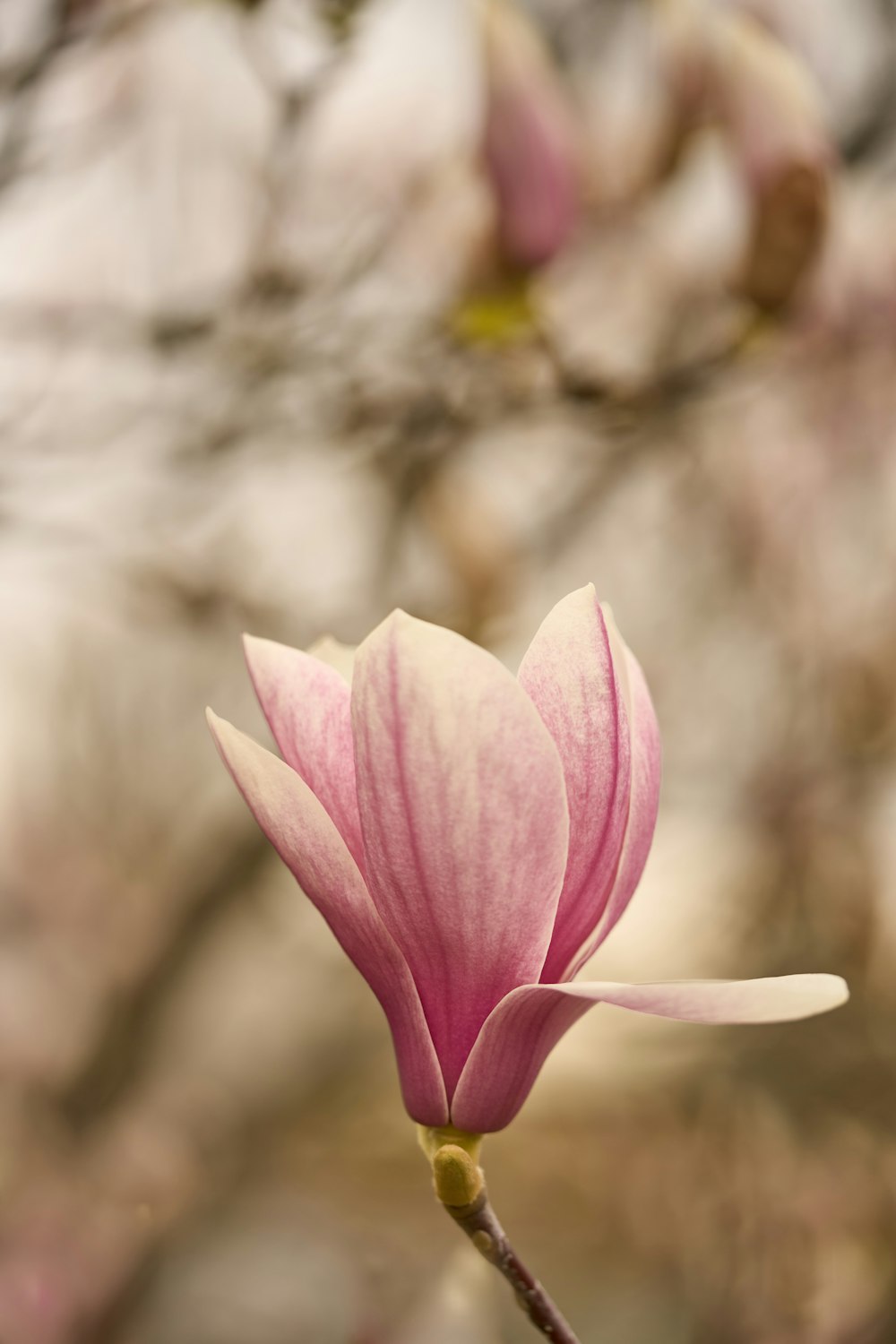 a close up of a pink flower on a tree