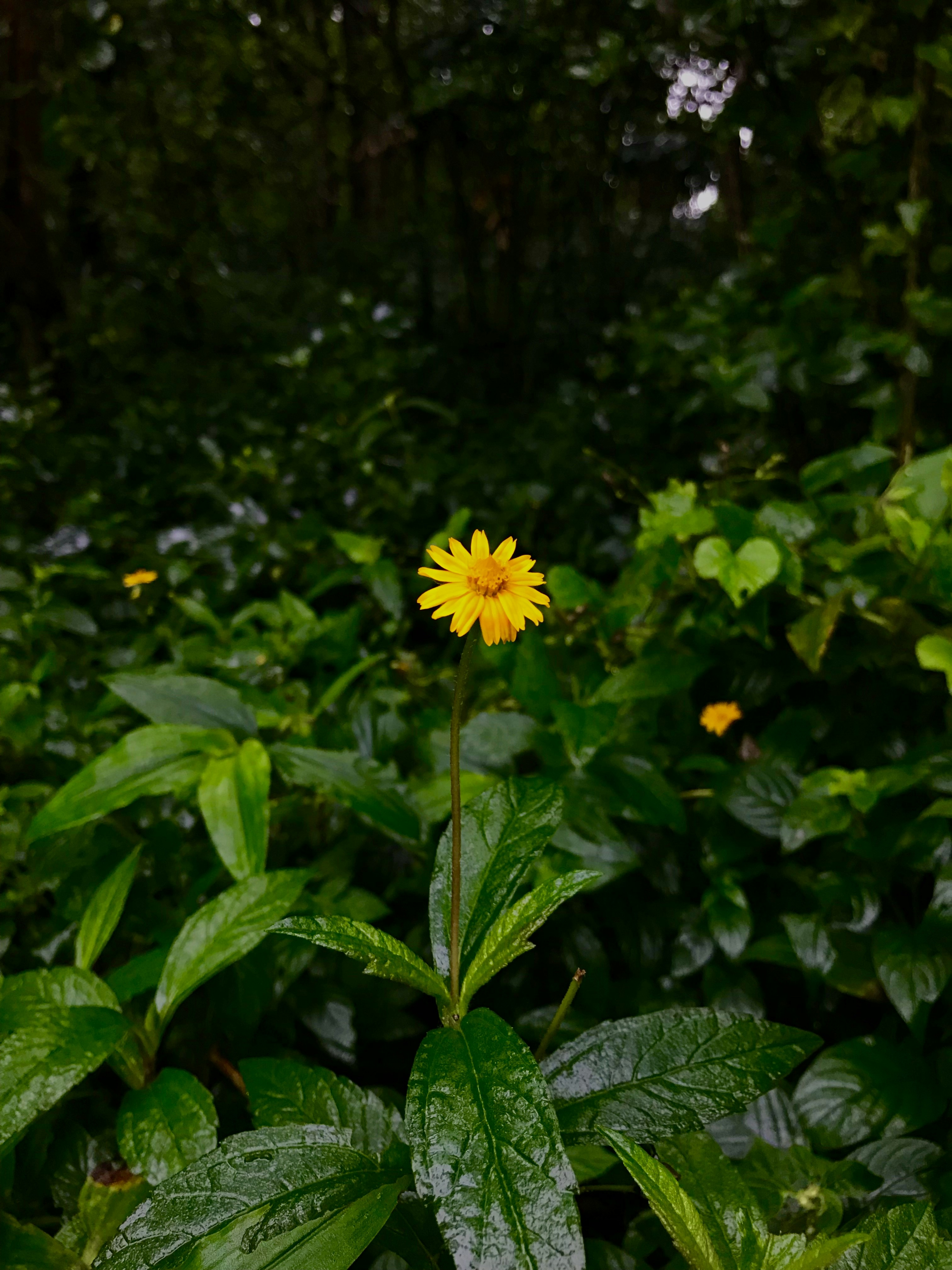 A single yellow flower in the middle of a forest photo – Free Flower ...