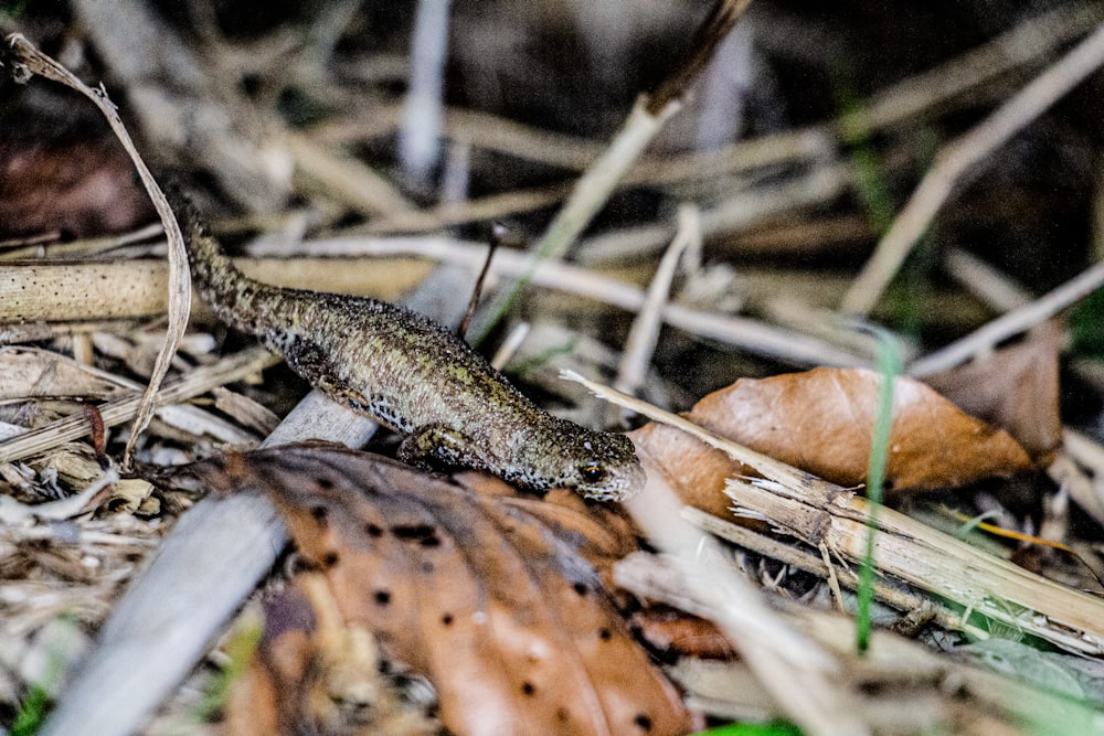 a close up of a lizard on the ground