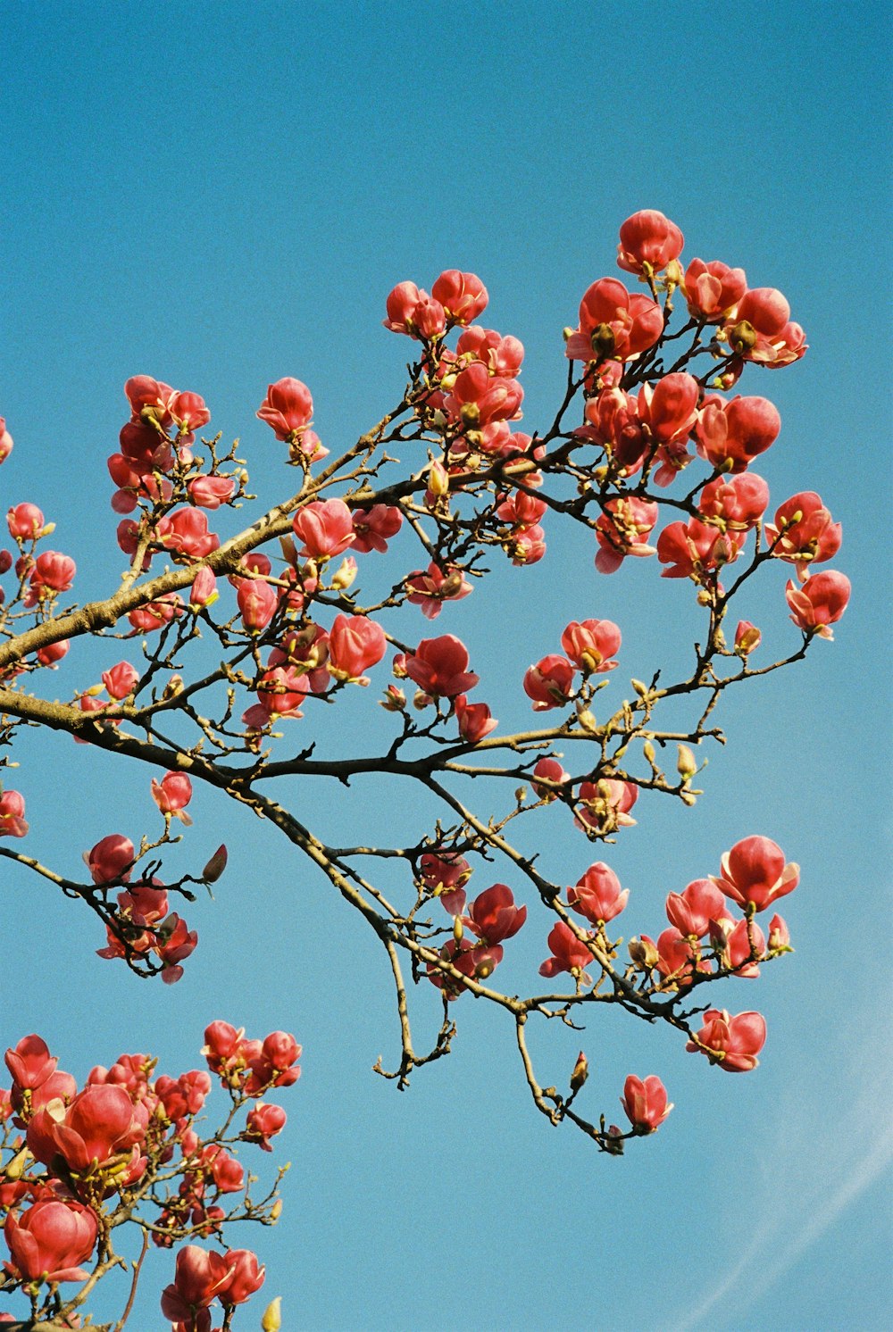 a tree branch with red flowers against a blue sky