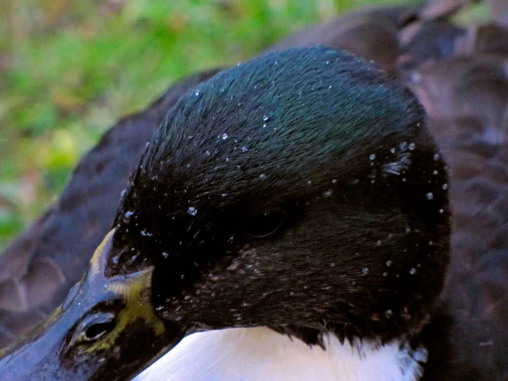 a close up of a black and white bird