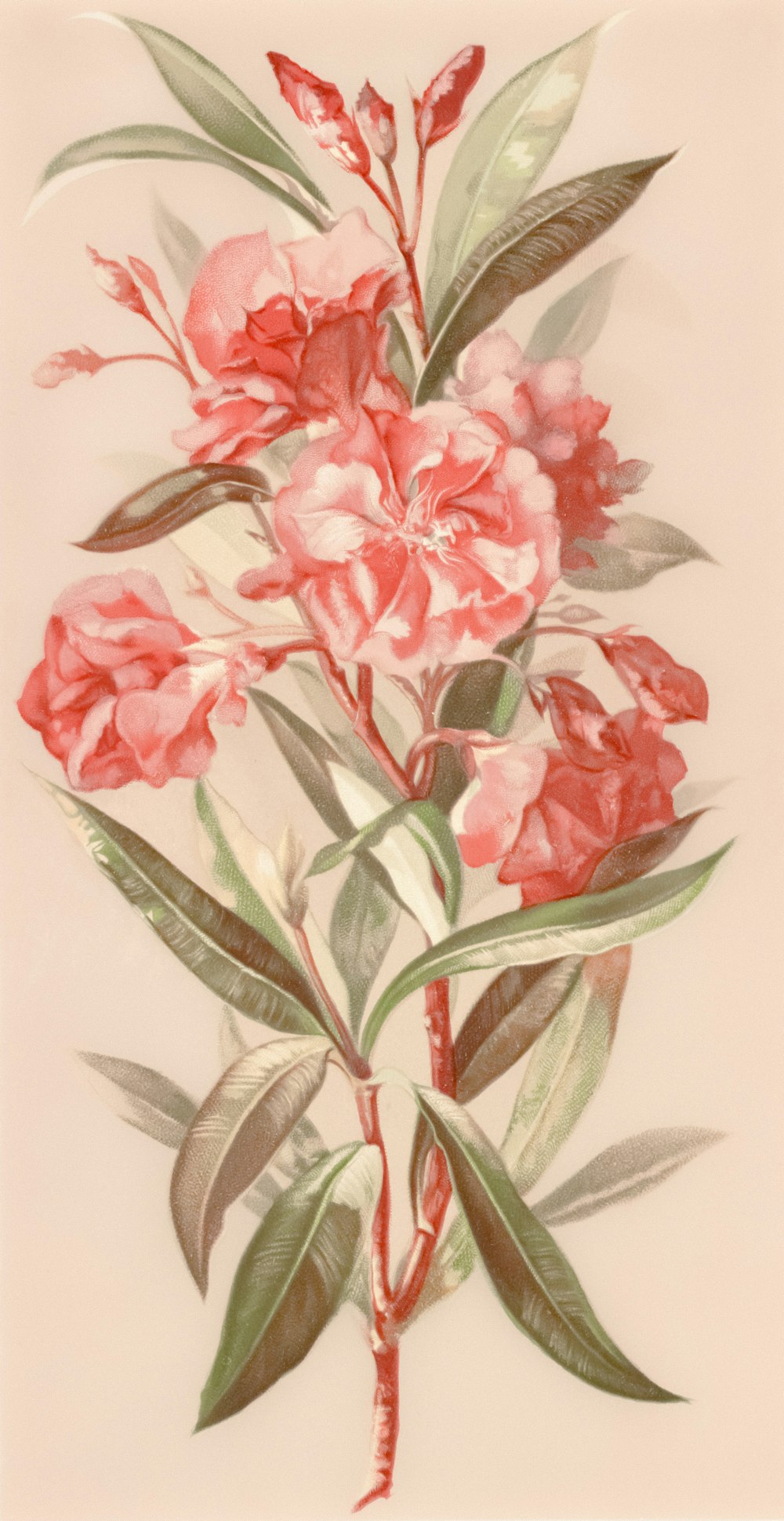 a painting of pink flowers on a white background