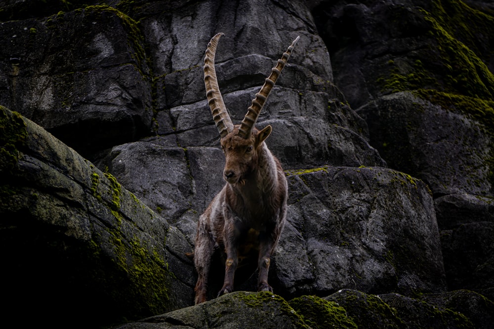 a mountain goat standing on top of a rocky hillside