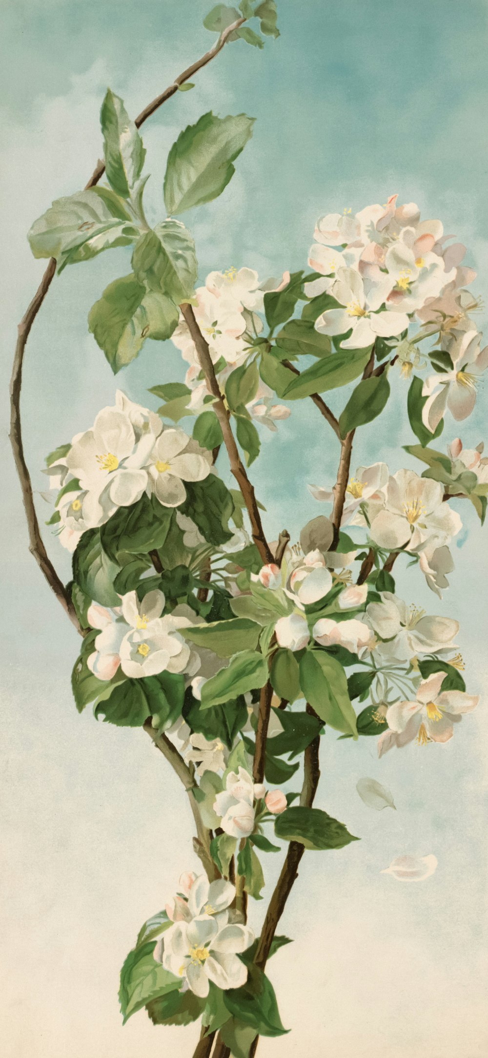 a painting of a branch with white flowers