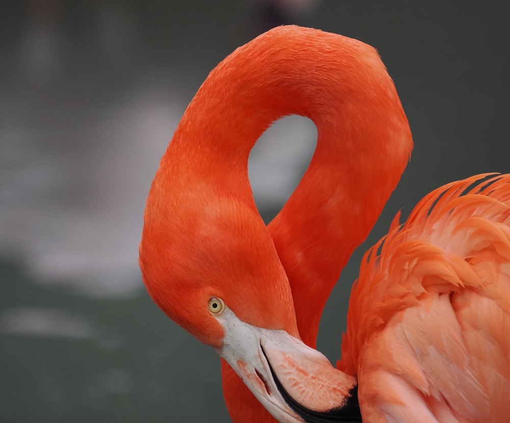 an orange flamingo with its head in the water
