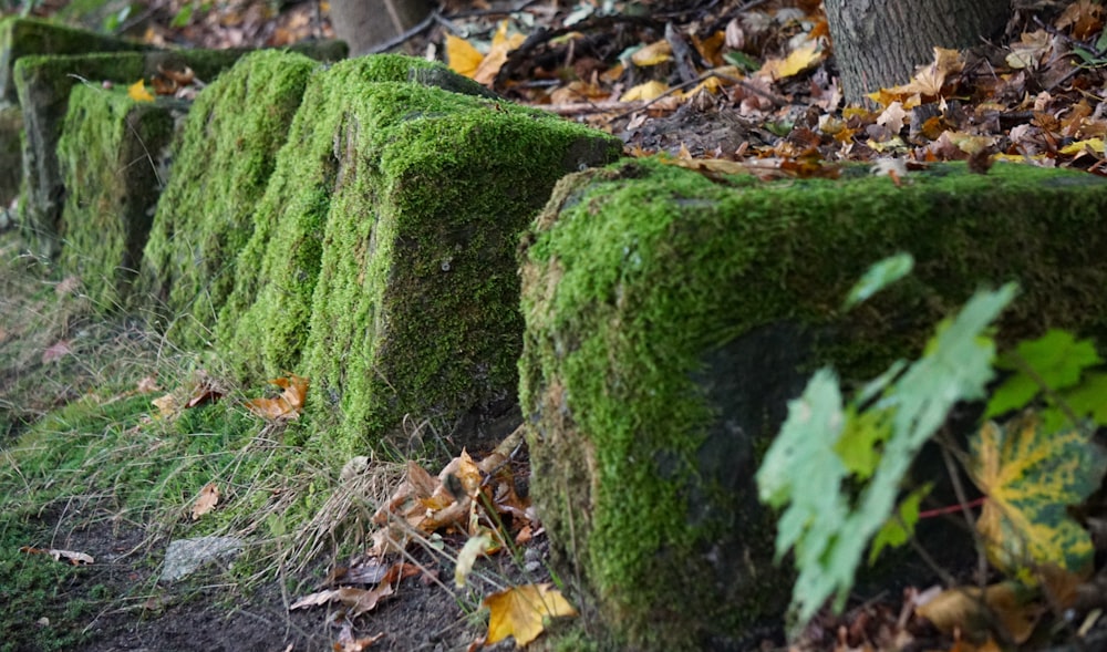 a row of moss covered concrete blocks in the woods