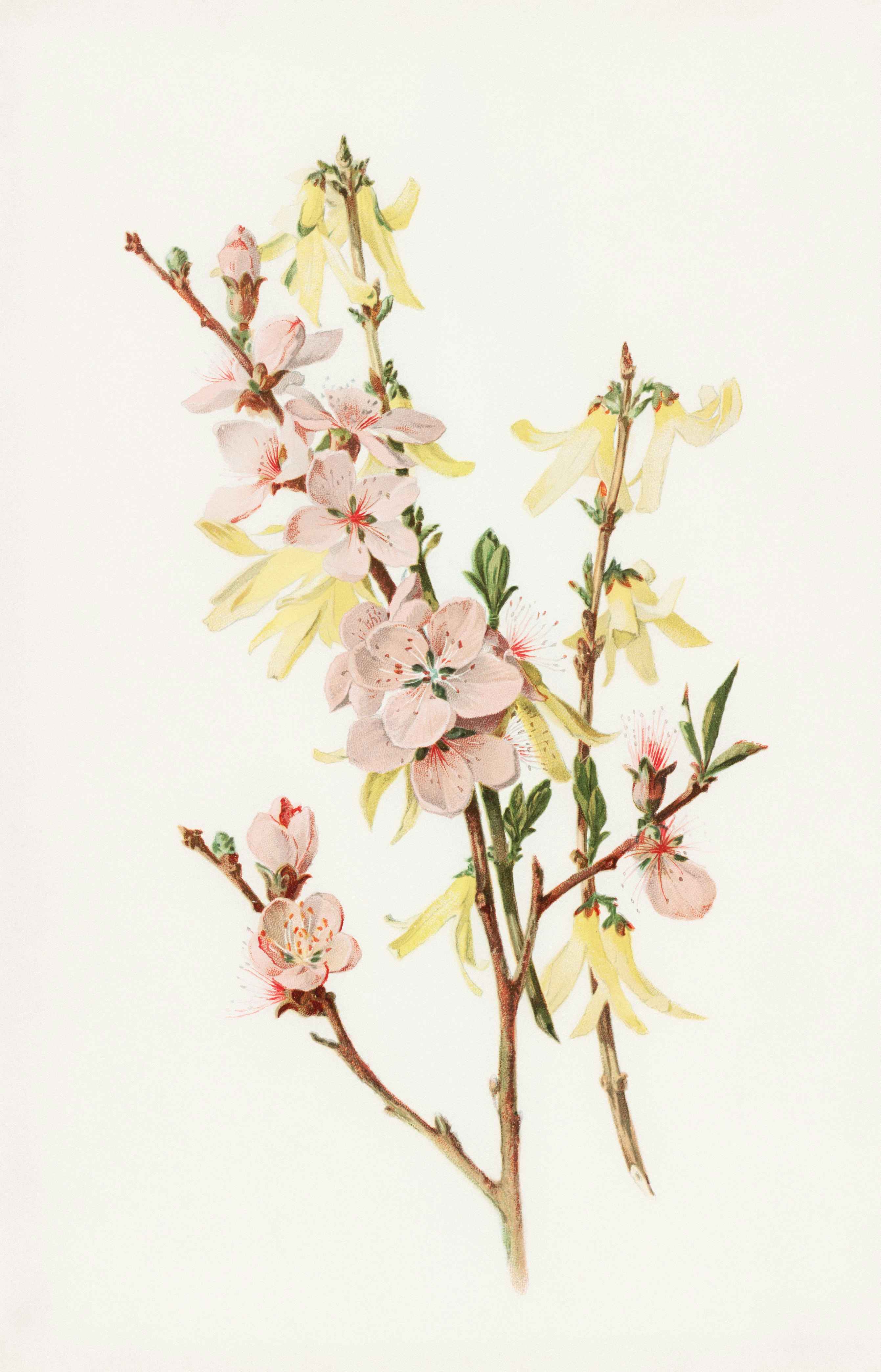 a painting of pink flowers on a white background