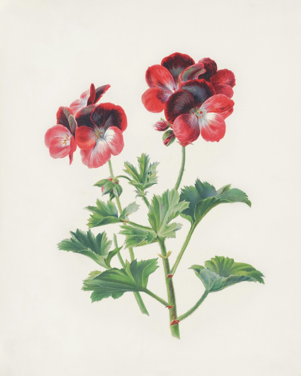 eine Zeichnung einer roten Blume auf weißem Hintergrund