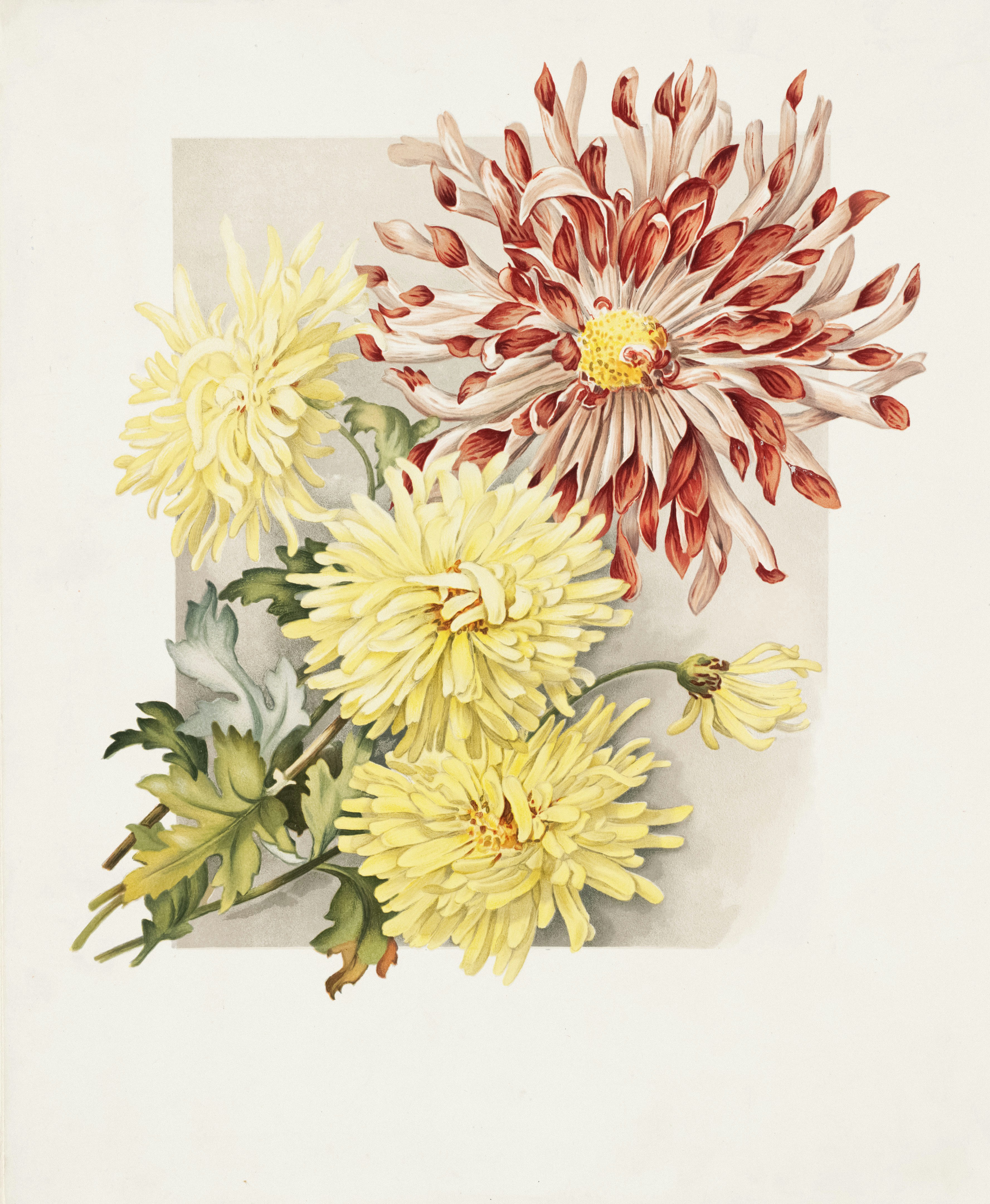 Un dessin d'une fleur avec des feuilles sur un fond blanc photo – Image  gratuite de Fleur sur Unsplash, image size:3000x3648