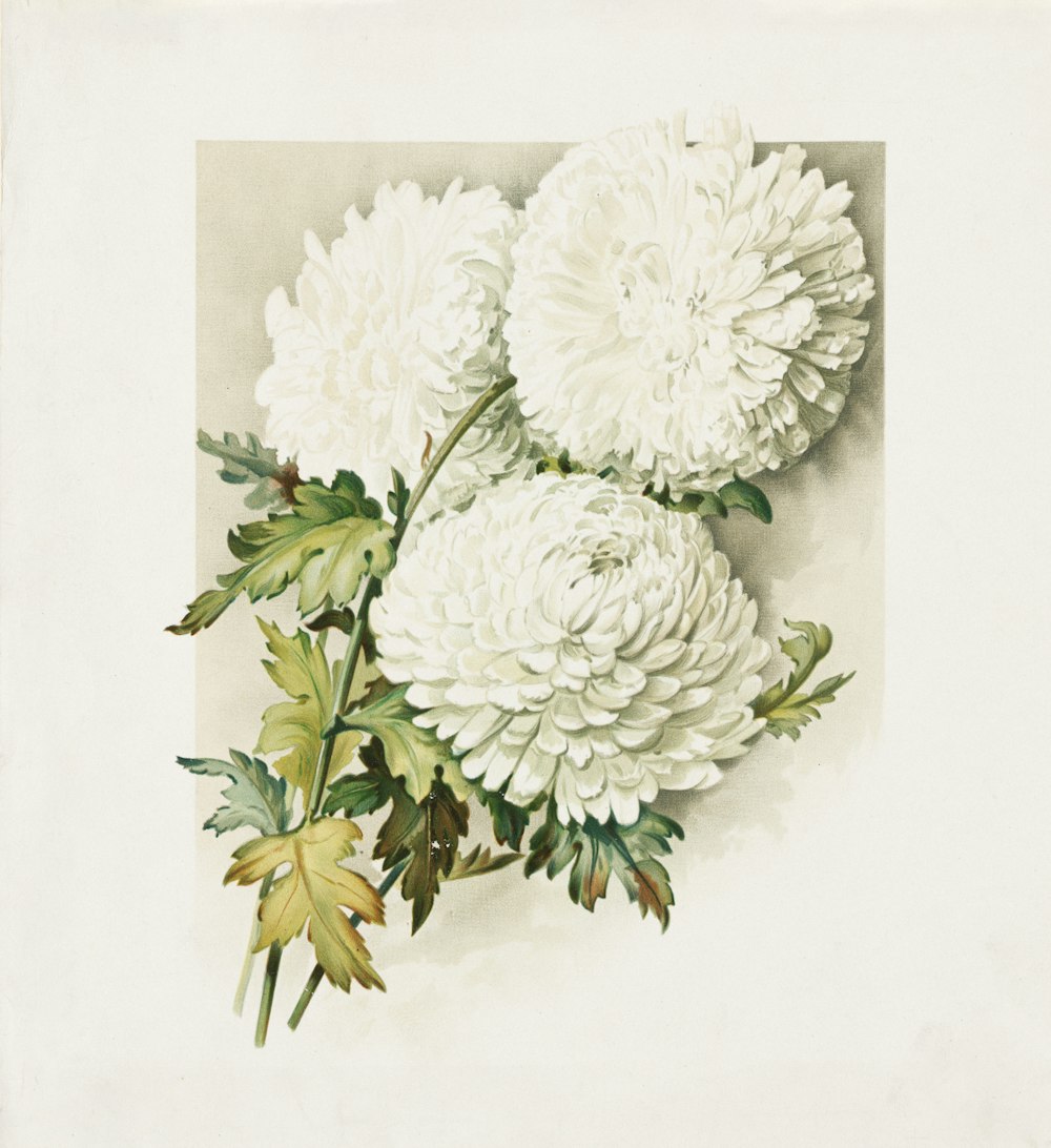 a picture of some white flowers on a white background