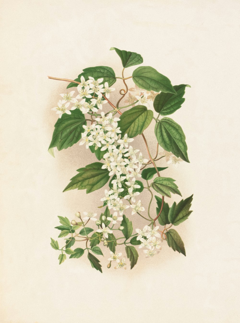 a painting of white flowers and green leaves