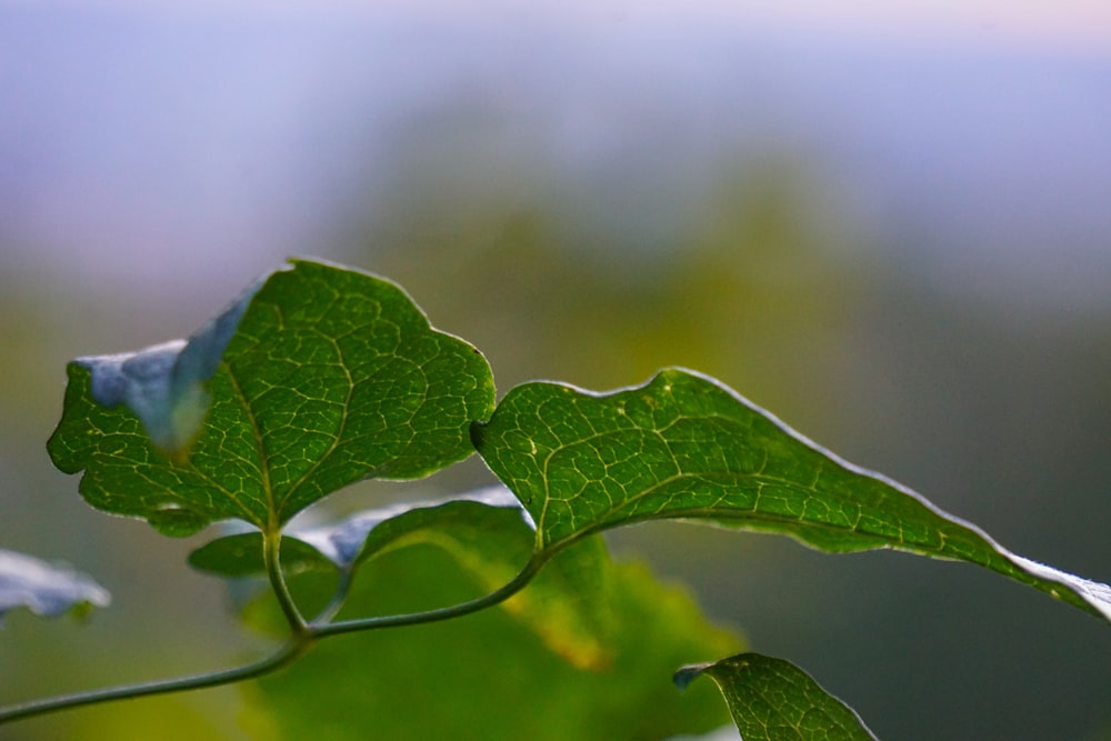 a close up of a green leaf on a plant