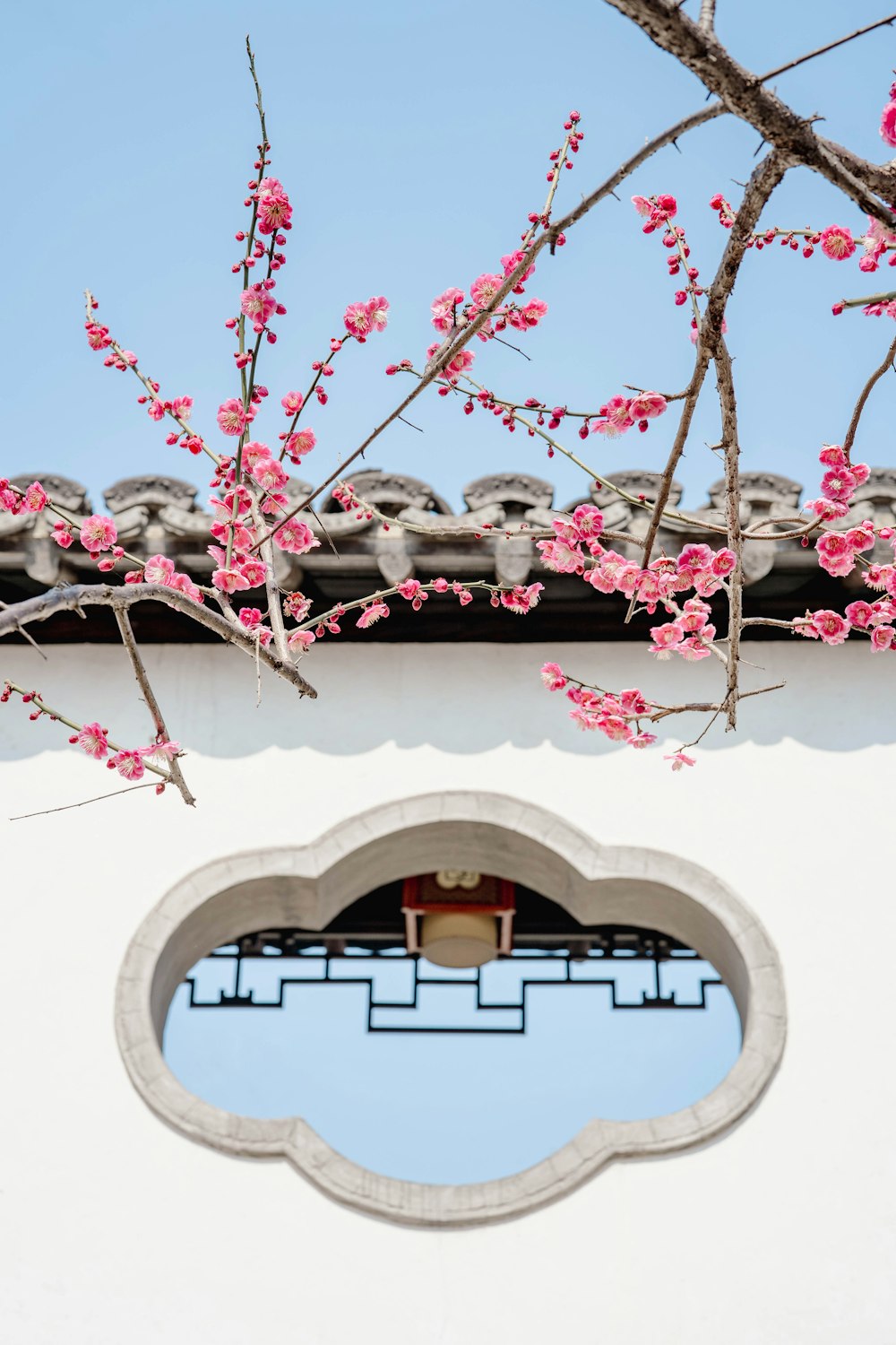 a white building with a window and a tree with pink flowers