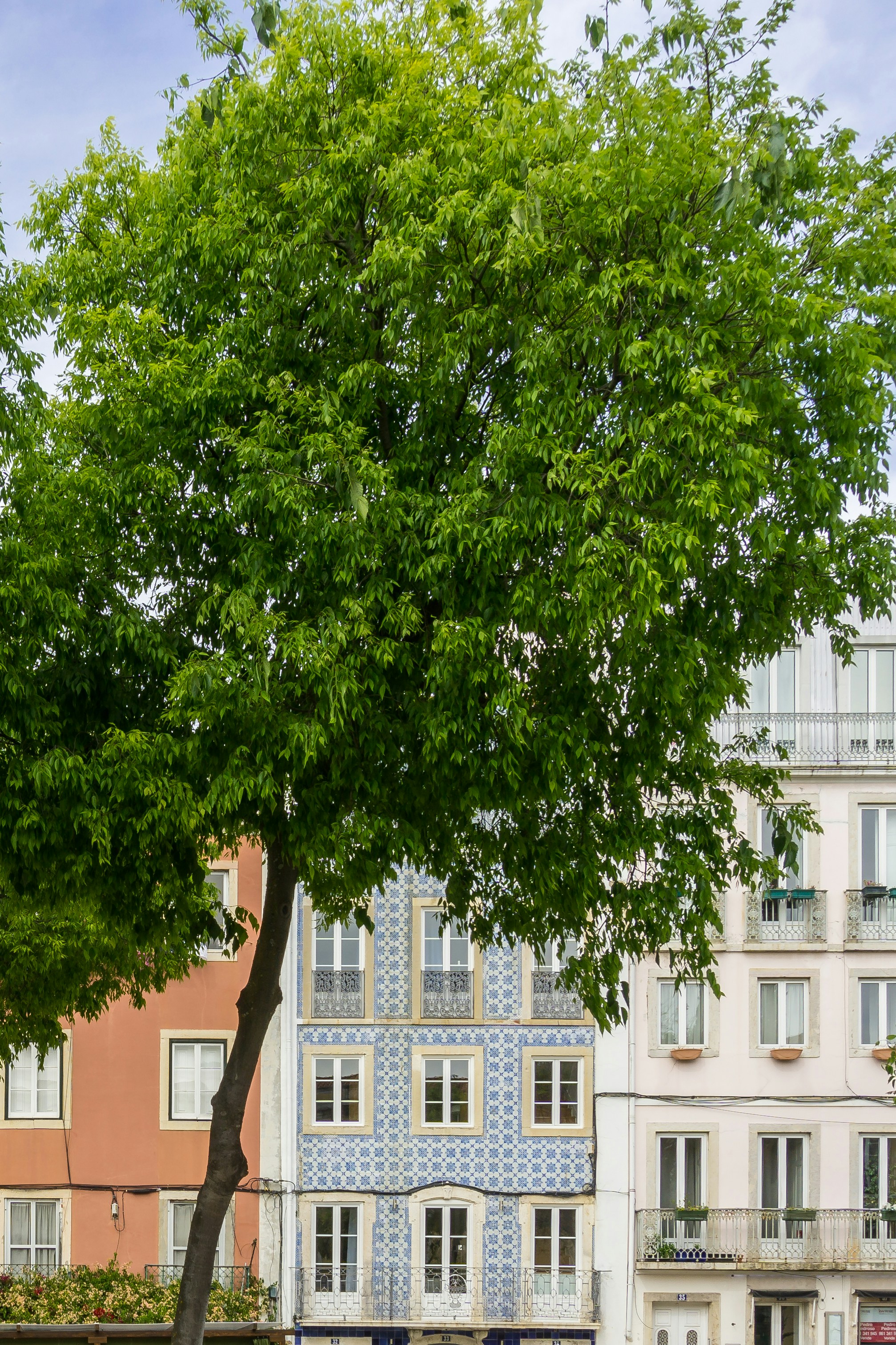 a bench under a tree in front of a building