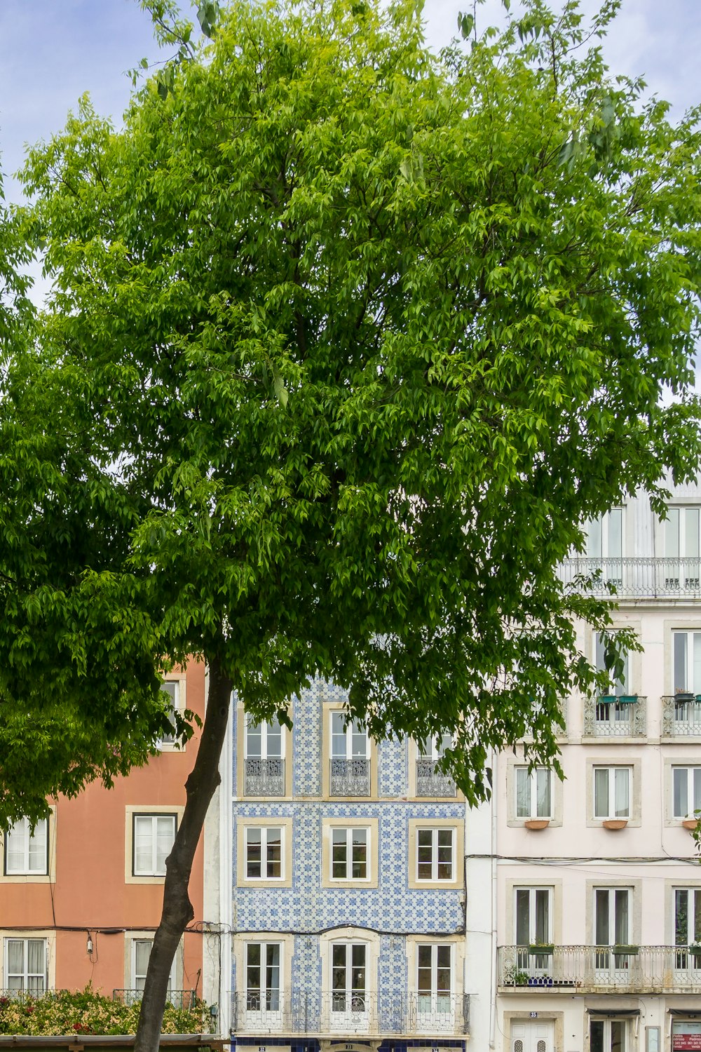 a bench under a tree in front of a building