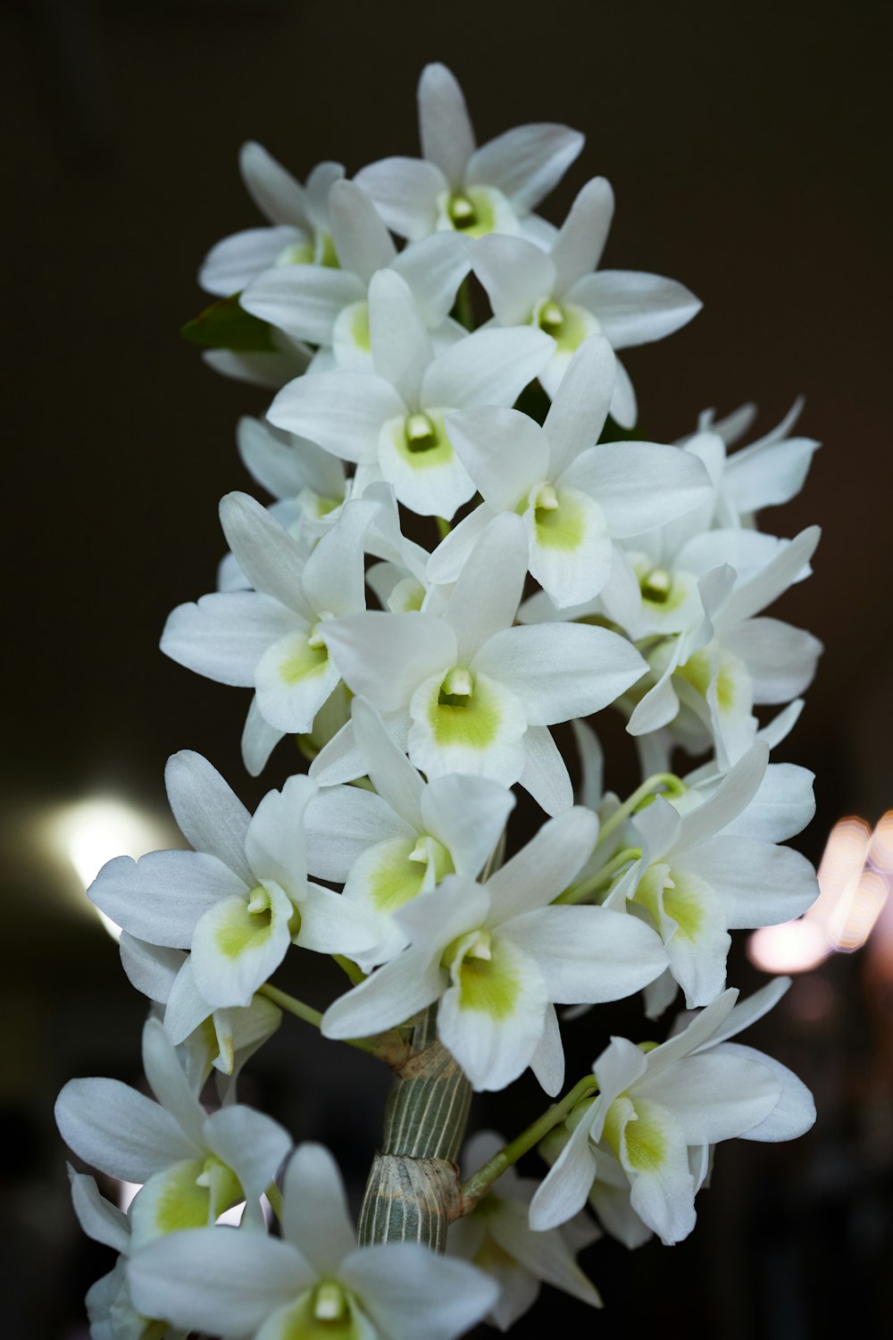 a bunch of white flowers are in a vase