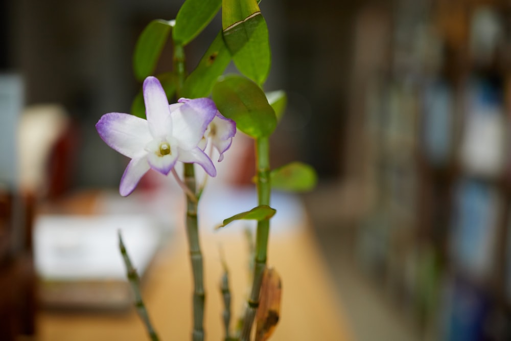 a close up of a flower in a vase