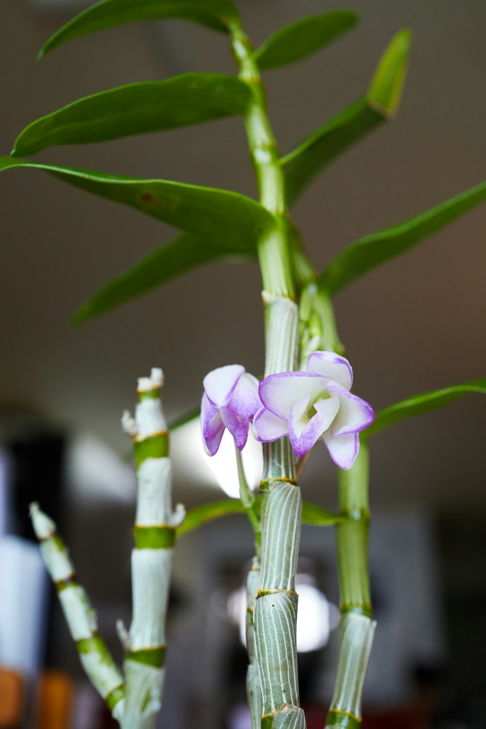 a close up of a plant with purple flowers