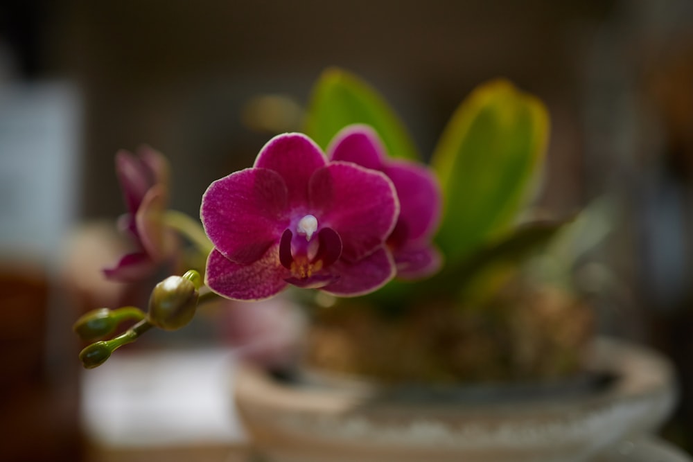 a close up of a pink flower in a pot