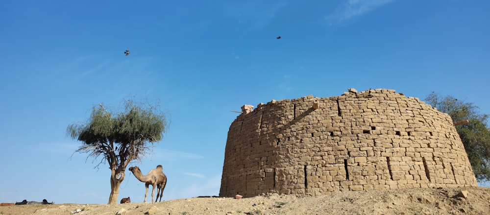 a camel standing in front of a brick building