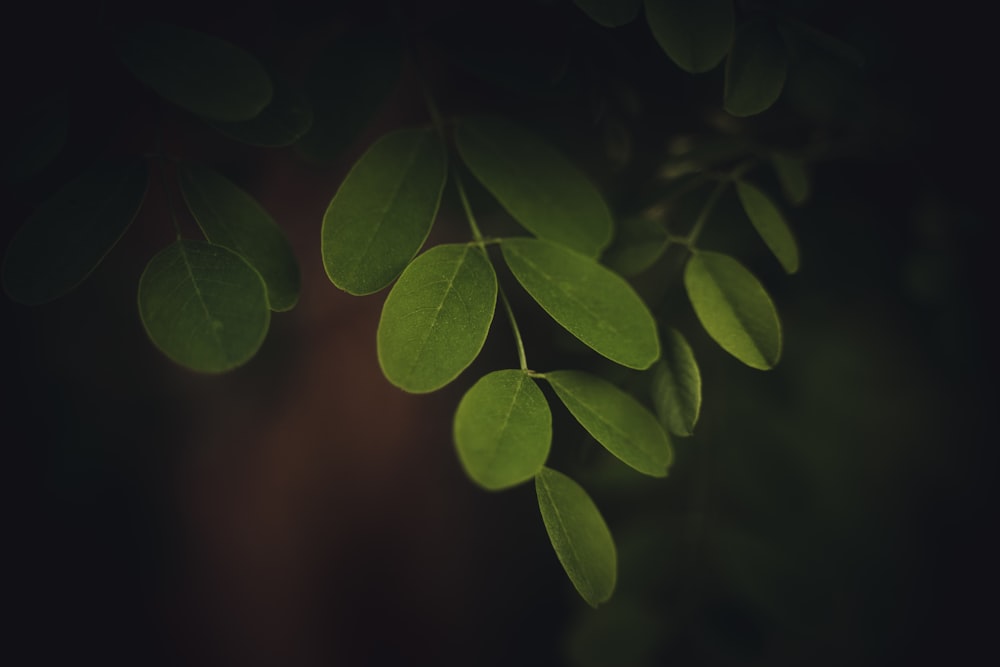 a branch of a tree with green leaves