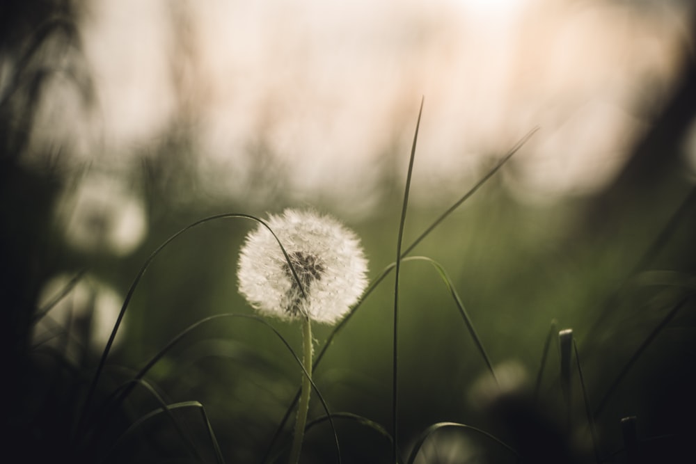 a close up of a dandelion in a field