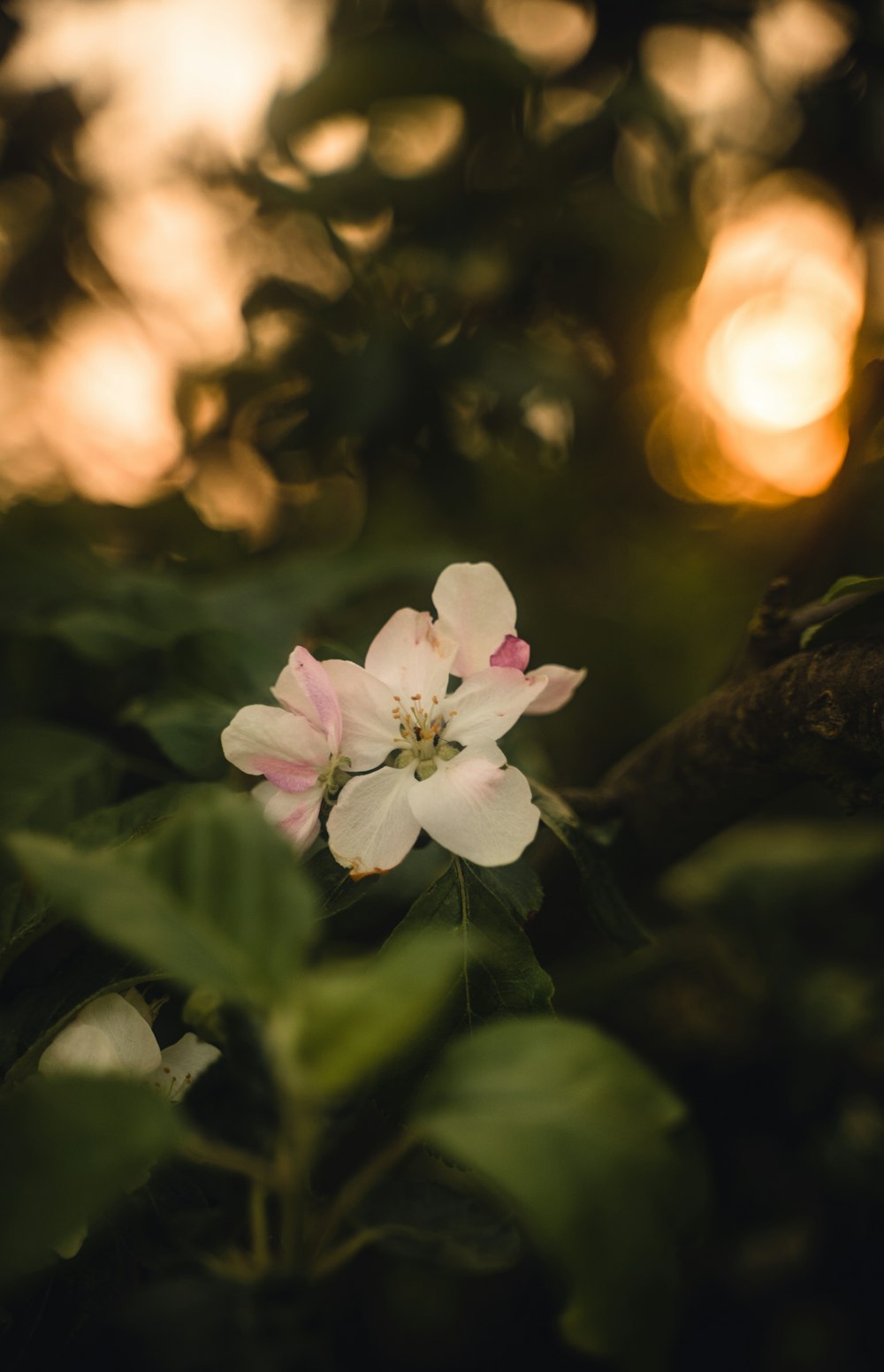 a white and pink flower sitting on top of a tree branch