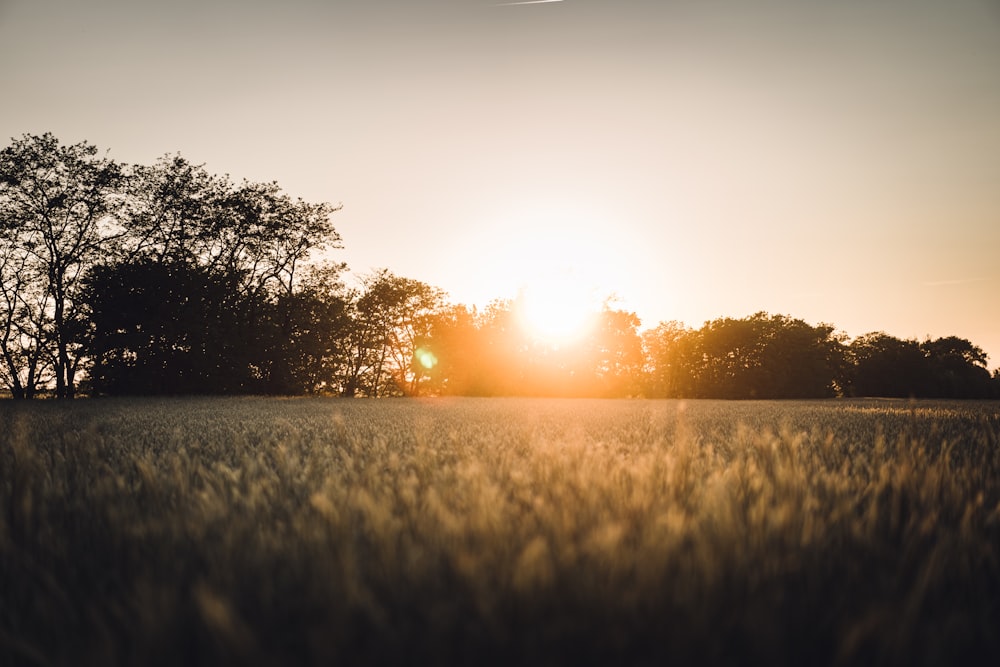 a field of tall grass with the sun setting in the background