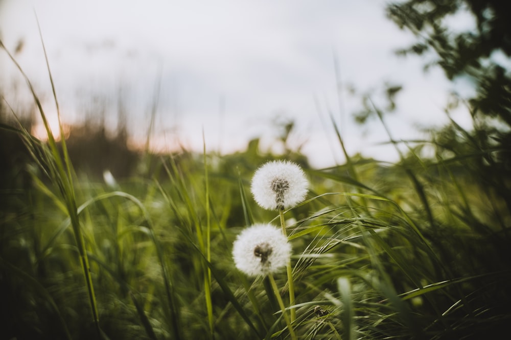 a couple of white flowers sitting on top of a lush green field