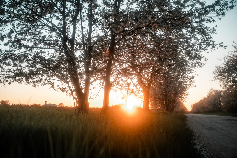 the sun is setting behind the trees on the side of the road