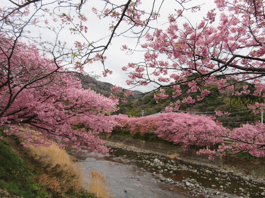 櫻花花瓣飄落在余左川溪面上