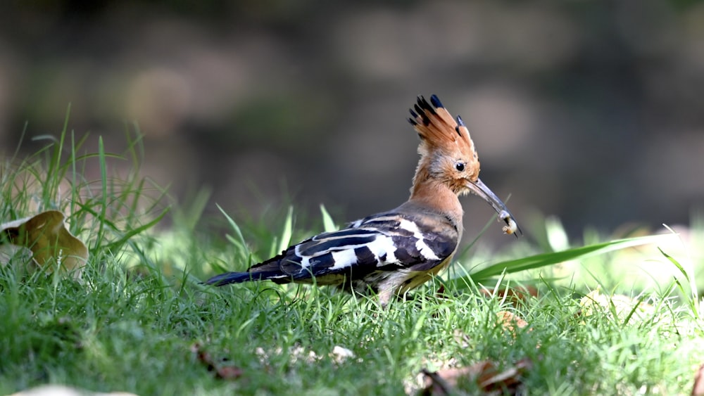 a bird standing on top of a lush green field