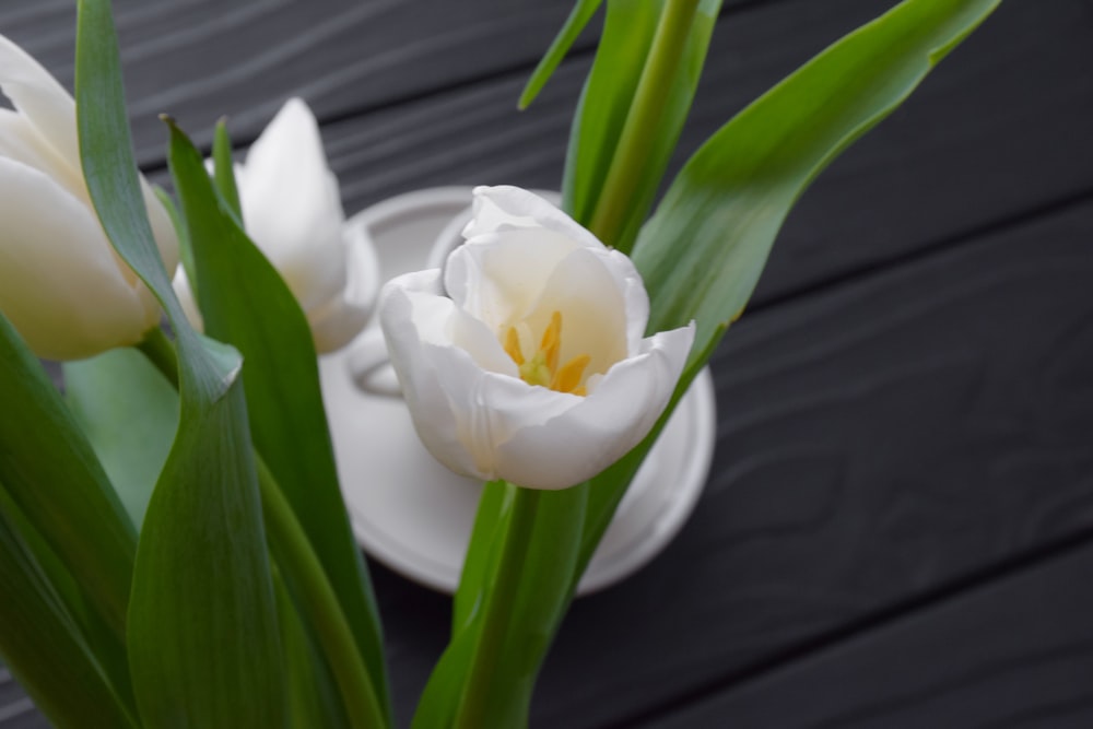 a couple of white flowers sitting on top of a table