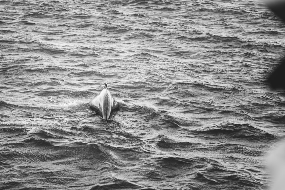 a black and white photo of a dolphin in the water