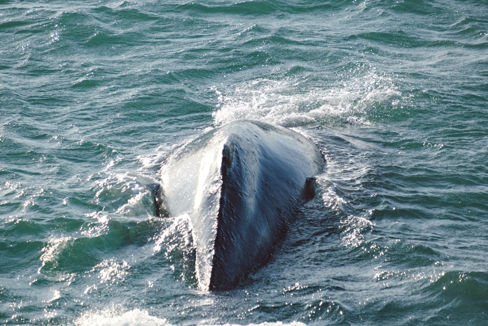 a humpback whale is in the water