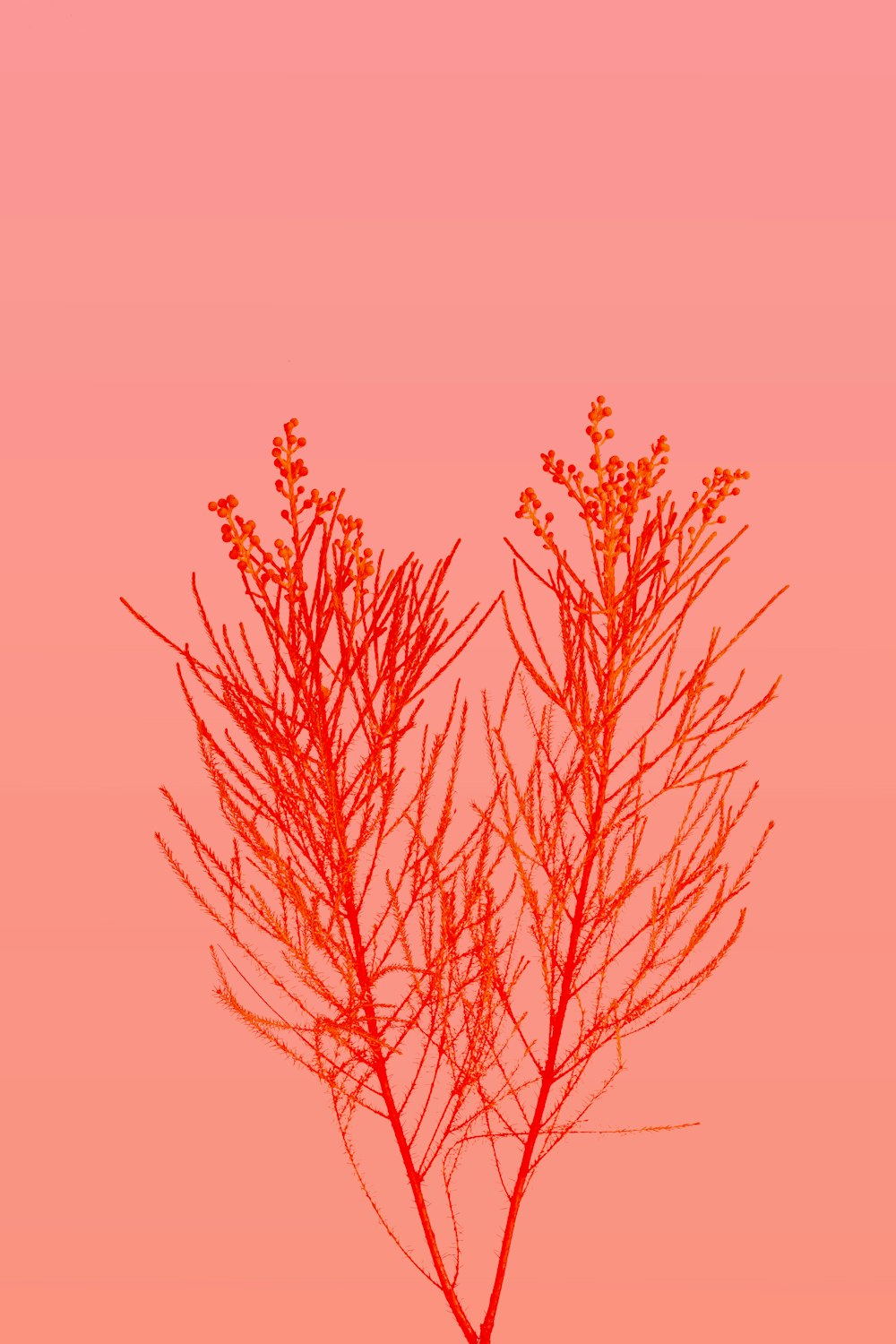 a small tree with no leaves in front of a pink background