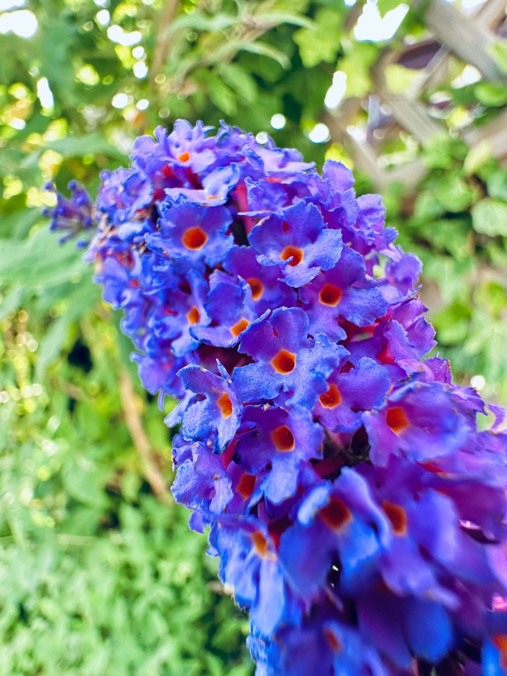 a close up of a purple flower in a garden
