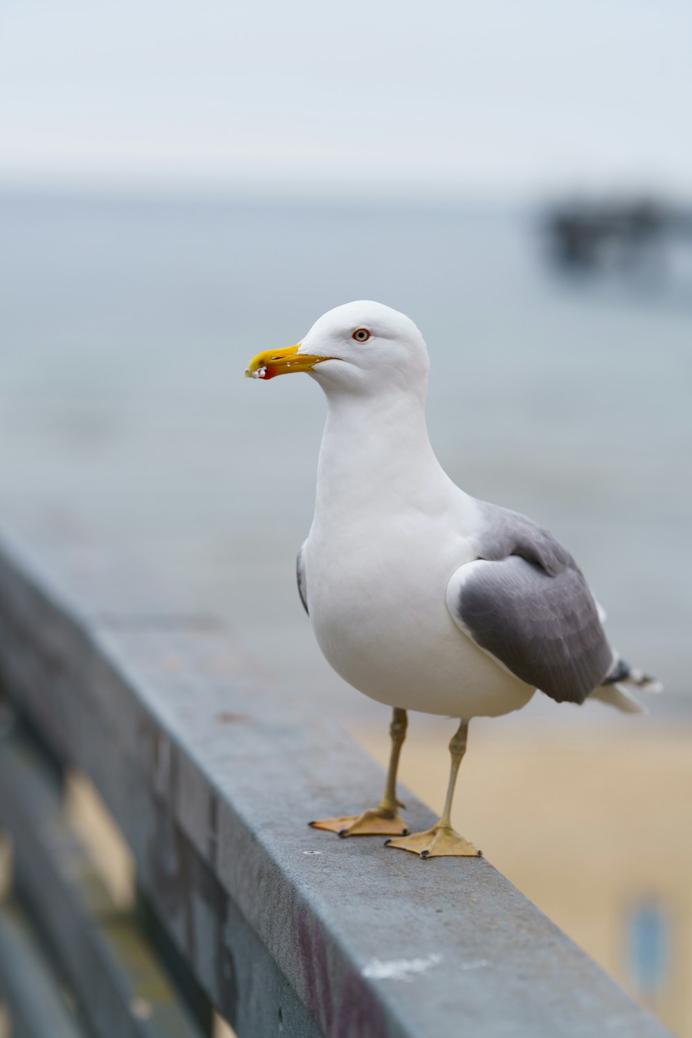 a seagull standing on a railing near the ocean