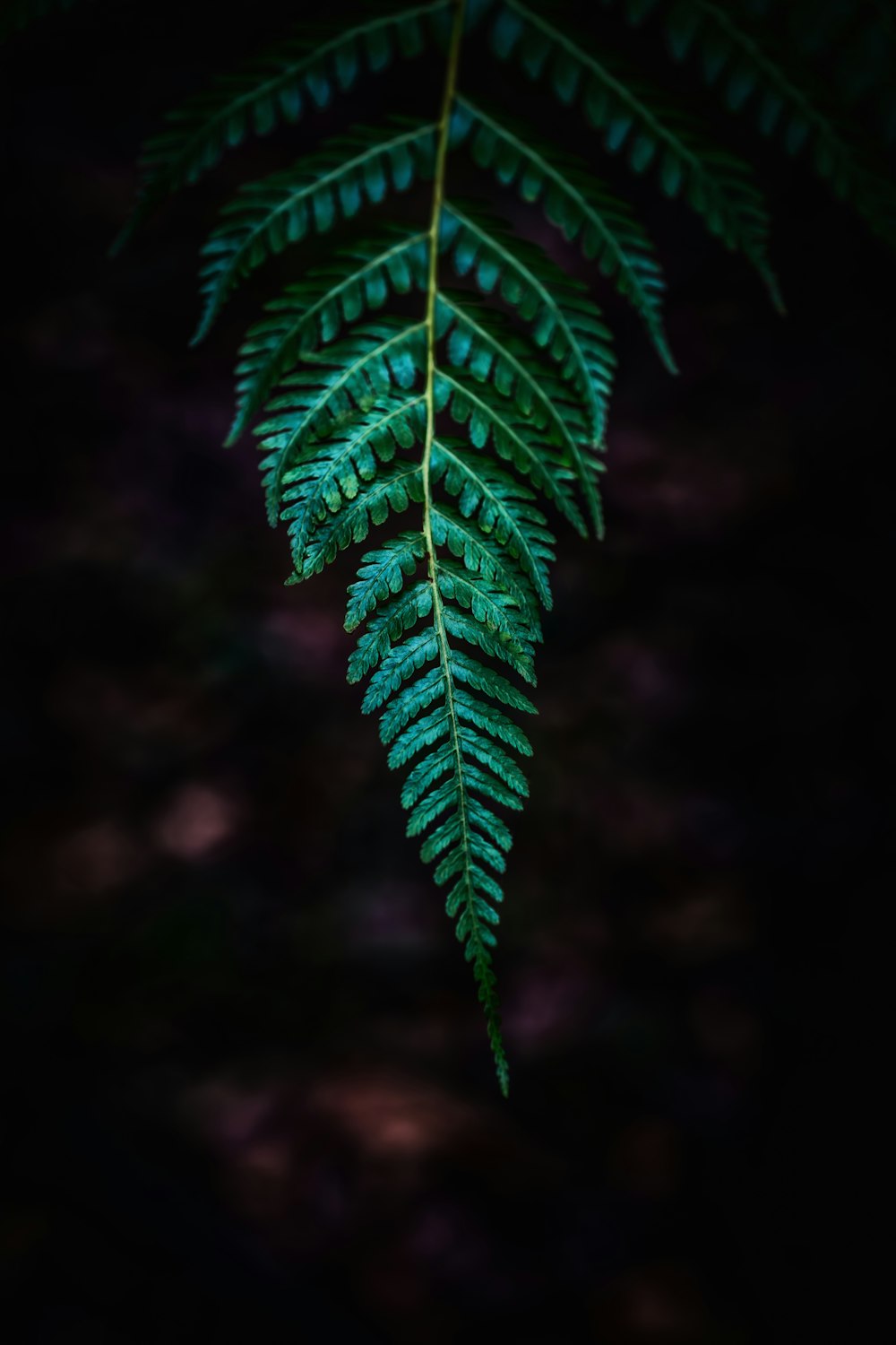 a green fern leaf hanging from the side of a tree